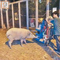 野豬衝出鐵絲網，騷擾居民。
