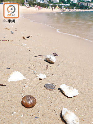 淺水灣泳灘上不難找到如五元硬幣般大小的棕櫚硬脂。（黃雄攝）