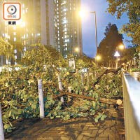 馬鞍山海濱長廊一度因颱風吹倒樹木，塌樹倒向小巴站。