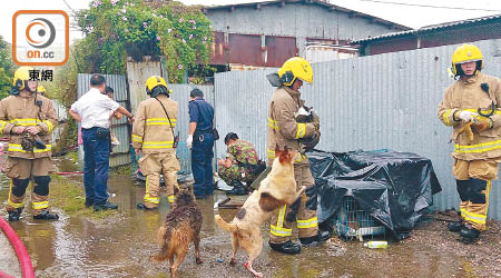 消防員將場內的貓狗救出。（曾志恆攝）