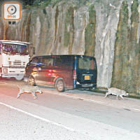 黃竹坑<br>野豬在馬路狂奔。（馬竟峯攝）