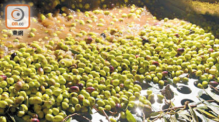 生產橄欖油的過程中，會產生出影響生態環境的殘餘物。