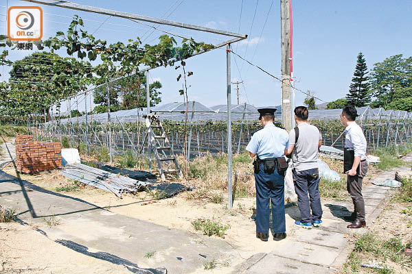 700棵提子樹遭砍伐 葡萄園損失50萬 1012-00176-096b3