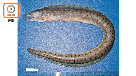 廣東珠海近日爆發多宗食用海鰻後感染雪卡毒的個案。