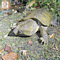 專家相信「瀕危」物種大頭龜亦是偷獵者目標之一。（讀者提供）