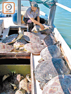 有外國傳媒報道指，東南亞曾出售大量烏龜。