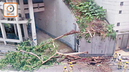 羅便臣道棕櫚閣斜坡於三年前塌大樹，擊中一名孕婦。
