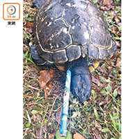 巴西龜被人用鉛筆插入頸死亡。（資料圖片）