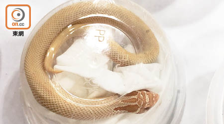 活蛇被裝在圓形透明快餐盒中。