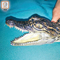 小暹羅鱷一四年抵達野生動物拯救中心，現時體重已較獲救時重十八倍。