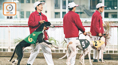 澳門逸園賽狗場退役格力犬的去向備受關注。