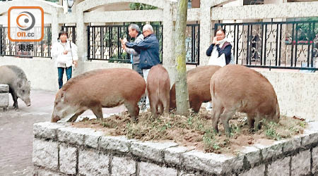 一家五口野豬覓食，街坊駐足觀看。（讀者提供）