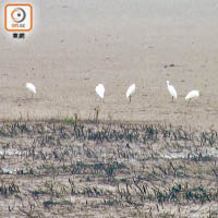 米埔自然保護區擁有豐富的生物多樣性，可一睹候鳥、白鷺、水蛇等生物。