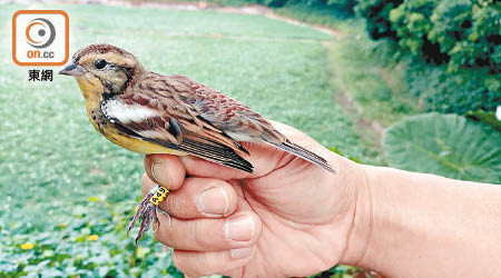 「瀕危物種紅色名錄」把禾花雀列為極度瀕危物種。（香港觀鳥會提供）