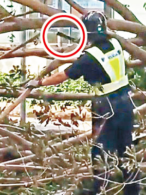 有澳門警員竟嘗試以手鋸（紅圈示），鋸斷大樹樹幹。（互聯網圖片）