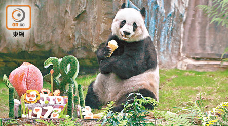 三十八歲的大熊貓「佳佳」於去年離世，是全球歷來最長壽的圈養大熊貓。（海洋公園提供）