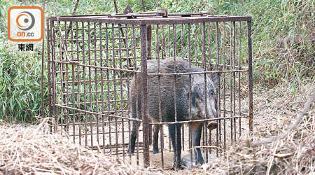 野豬被困在鐵籠內。（馮溢華攝）