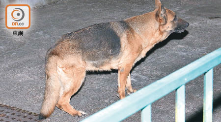 毒販在別墅飼養狼狗守門口。