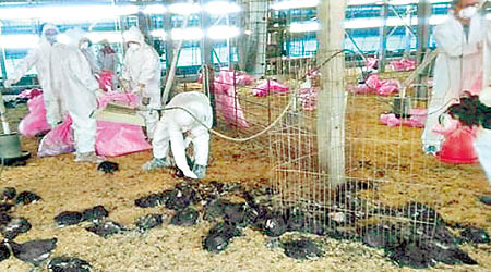 元長鄉的雞場爆發H5N2高病原性禽流感。（互聯網圖片）