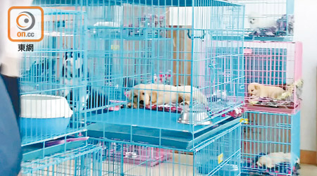 有關分店約四百平方呎，設備簡陋，堆滿二十多個裝有貓狗的籠。