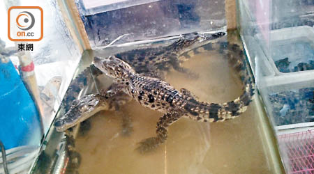 網上有動物交易區出售鱷魚等受監管動物。