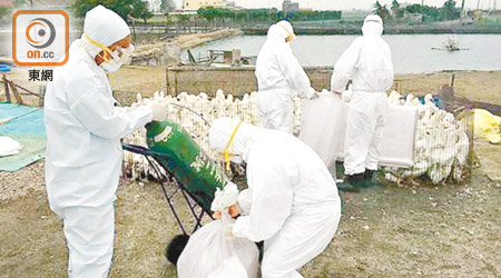 動物防疫所人員昨到彰化縣二林鎮一肉鴨場撲殺感染禽流感鴨隻。