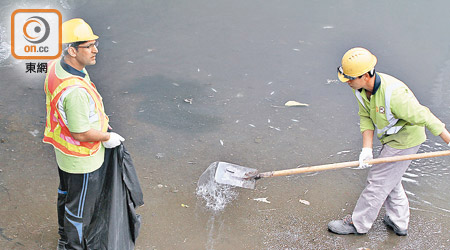 渠務署外判工人在城門河清理死魚。（馮溢華攝）