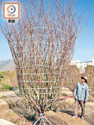 十七呎高桃花王今年售價達六萬元，早已名花有主。（朱先儒攝）