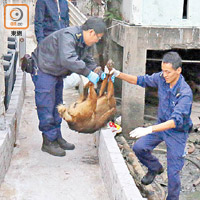 中毒唐狗倒斃橋底。（曾紹良攝）