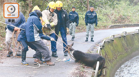 消防員與漁護署人員合力將黃牛拖回地面。（曾紹良攝）