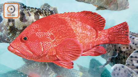 東星斑是港人喜愛的一種珊瑚魚，取其有「年年有餘」的好意頭。（資料圖片）