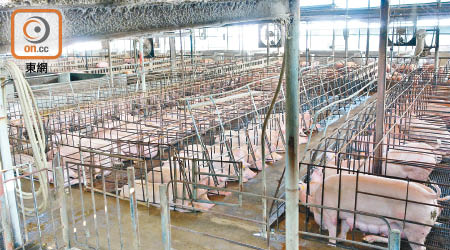 本港不少豬場仍使用已被多國禁用的「母豬夾欄」。（受訪者提供）
