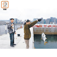 郵輪碼頭魚比人多，有市民在碼頭成功釣大魚。