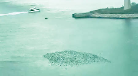 馬灣海峽前日出現群鳥奇觀。（互聯網圖片）