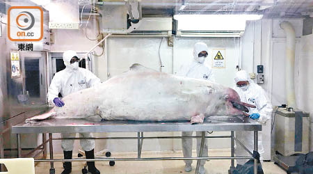 豚屍被帶返海洋公園檢驗。（海洋公園保育基金提供）