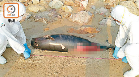 專家在大浪灣檢驗江豚屍體。（海洋公園提供）