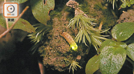 「鄭凱甄怪眼螢」是全球首隻兼具自身發光和紫外光照射下發光的螢火蟲。（香港昆蟲學會提供）