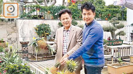 梁福元（左）同梁明堅（右）話，菠蘿可做年花增添新年氣氛。（陳宛彤攝）