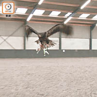 荷蘭警方與猛禽訓練公司合作，訓練獵鷹捕捉航拍機。