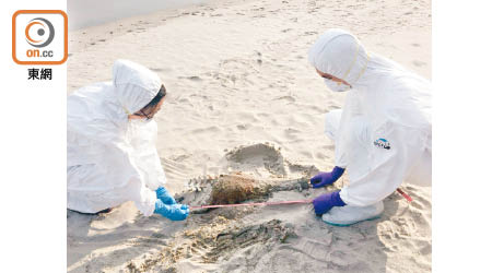 專家在下長沙沙灘檢查半截豚屍。（海洋公園提供）
