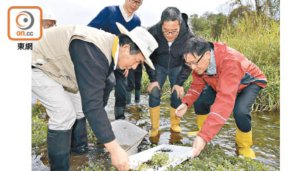 渠務署顧問及生態學專家佘書生（左）向黃偉綸（右二）及渠務署署長唐嘉鴻（右一）介紹香港瘰螈。