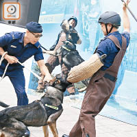 昆明犬適應力強，可協助懲教人員執行保安巡邏及搜查任務。（何量鈞攝）