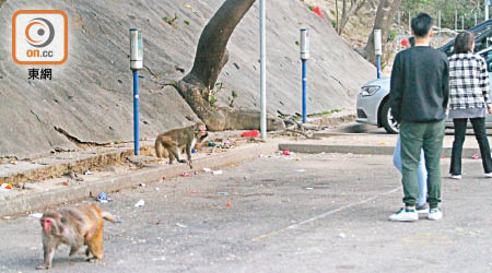 現場經常有市民與猴子近距離接觸。（郭垂垂攝）