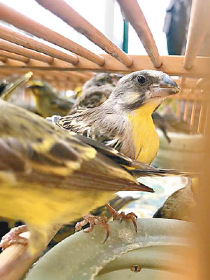 檢疫人員一共起出八百四十隻黃額絲雀。（互聯網圖片）