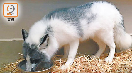 赤狐已移居新加坡動物園，對新環境適應良好。（漁護署圖片）