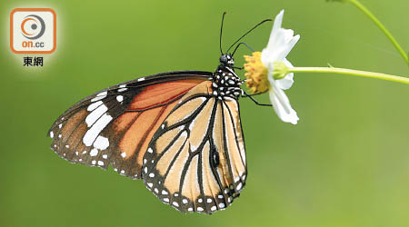 老虎型斑蝶是到港的越冬斑蝶之一。（綠色力量提供）