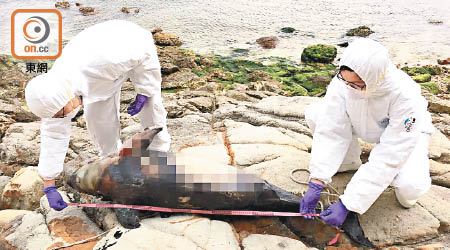 專家檢查豚屍，證實屬亞成年江豚。（海洋公園保育基金提供）