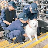 小白日前墮海由水警救起。（資料圖片）