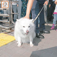 「小白」慘死引起動物權益組織關注。（資料圖片）