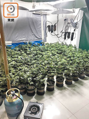 種植場內擺放大批盆種大麻植物。